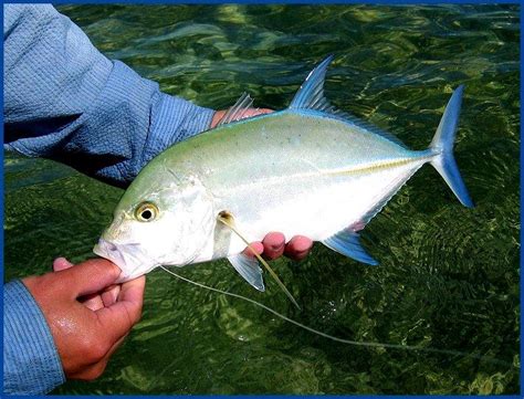 Bluefin Trevally | Global FlyFisher