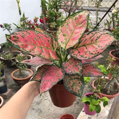 Aglaonema Chinese Evergreens (Green-Pink) Indoor Plant with Pot ...