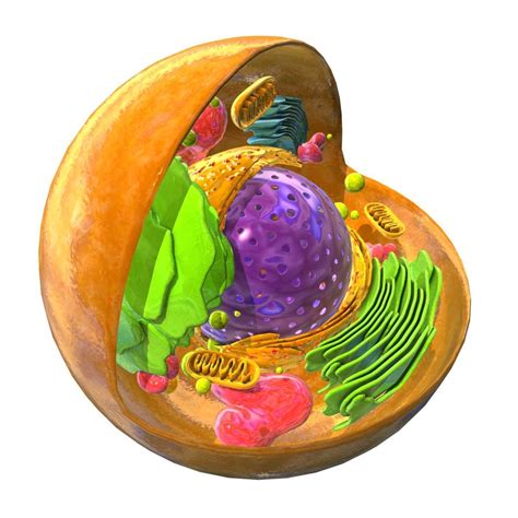 animal eukaryote cell 3d model