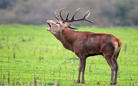Download Animal Red Deer HD Wallpaper