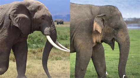 Facts on Elephant , facts unbelievable, unknown facts on animals