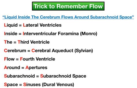 Ventricles of the Brain: Labeled Anatomy, Function, CSF Flow, Definition — EZmed