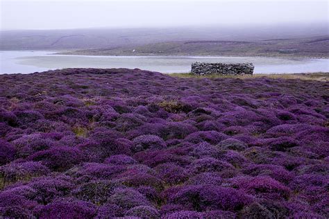 Fine weather helps to make purple heather more visible | Shetland News