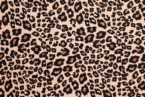 70+ Free Leopard Print & Leopard Images - Pixabay