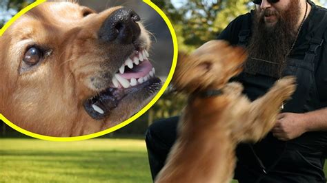 Dog BITES Its Owner! How I Fix It Quickly! - YouTube