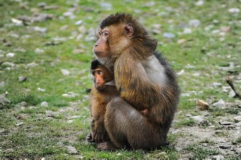 mother monkey, feeding milk, baby monkey, breastfeeding, nature, mother, cute, animal, baby ...