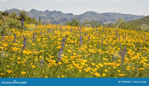 Desert Spring Wildflowers stock photo. Image of spring - 5700940