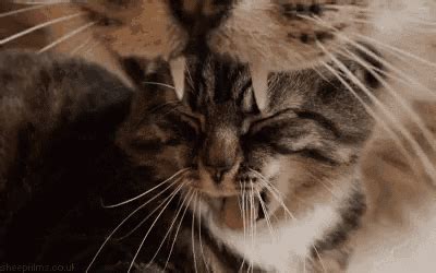 Cat Yawn GIF - Cat Yawn Loop - Discover & Share GIFs