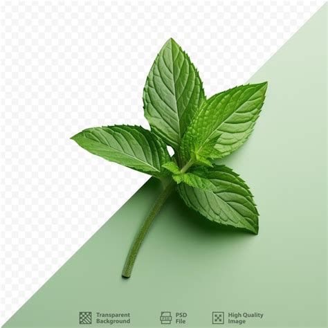 Premium PSD | Health benefits of green and fresh mint leaves