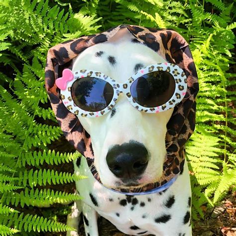 15 Funny Halloween Costumes for Dalmatian Dogs - Page 3 of 5 - The Dogman