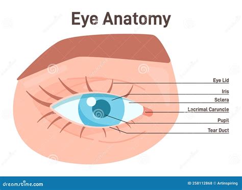 Eye Anatomy External View. Human Vision Organ Anatomical Structure ...