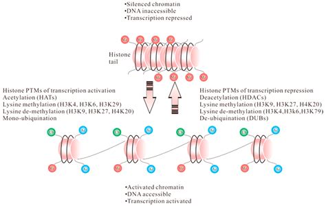 Histone Acetylation Post Translational Modification - Modification post ...