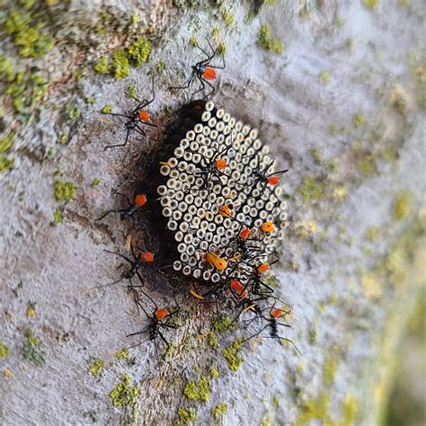 Assassin Bug Habitat Hortson