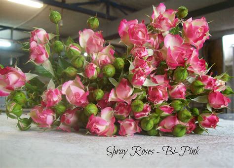 Rose Varieties - Bagala Bros Australia