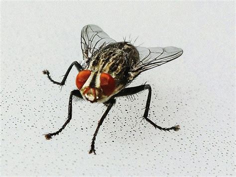 How to get rid of house flies: 4 ways