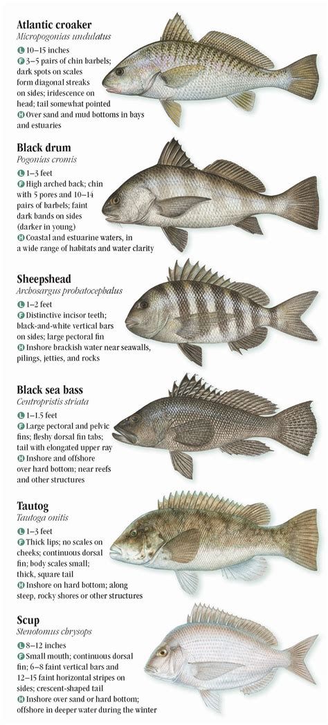 Atlantic Fish Species Chart