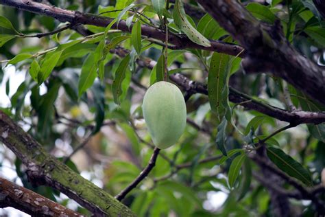 Mango On The Tree Free Stock Photo - Public Domain Pictures