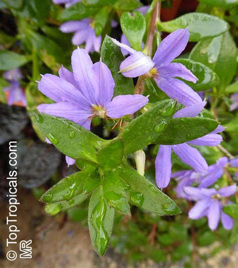 Scaevola aemula, Blue wonder, Escabola, Fan flower