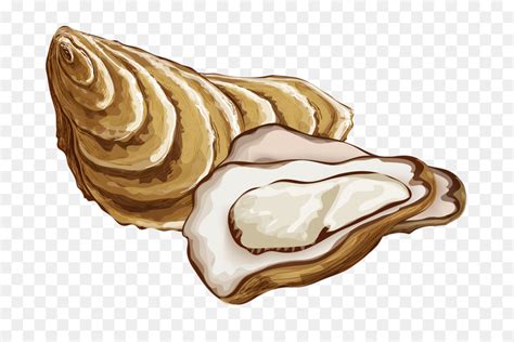 Oyster clipart transparent, Oyster transparent Transparent FREE for ...