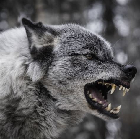 Wolf Images, Wolf Photos, Wolf Pictures, Wolf Spirit, Spirit Animal ...