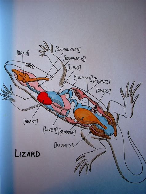 Lizard Anatomy By: Stephanie Bissonnette | Anatomy, Lizard, Animal anatomy