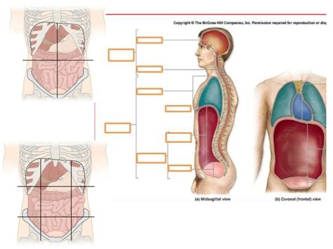 Body Cavities Quiz