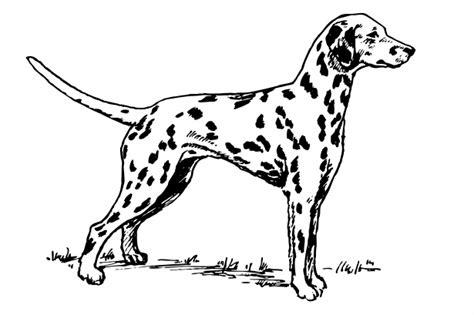 Dalmatian Dog Clipart Free Stock Photo - Public Domain Pictures