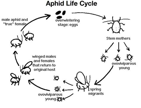 Help, I've Got Aphids! – Queen of the Sun Grown