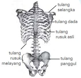 3 Bagian Rangka Manusia Lengkap Beserta Fungsinya