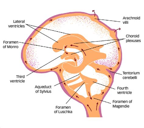 Schematic of cerebrospinal fluid flow dynamics | Download Scientific ...