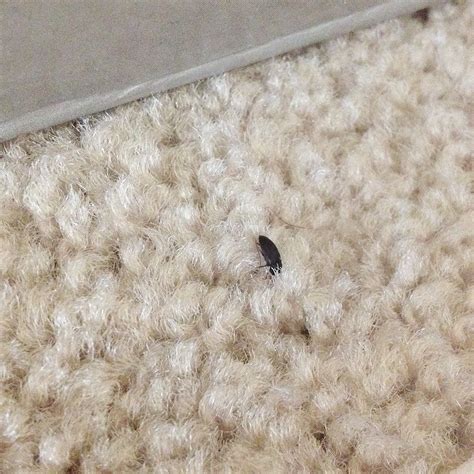 Small Black Bugs Found In Carpet - Carpet Vidalondon