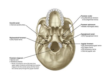 The Skull Flashcards - Easy Notecards