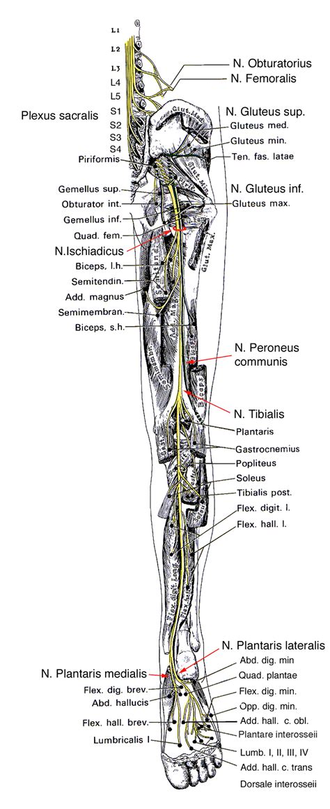 N Ischiadicus Diagram Quizlet, 44% OFF | www.micoope.com.gt