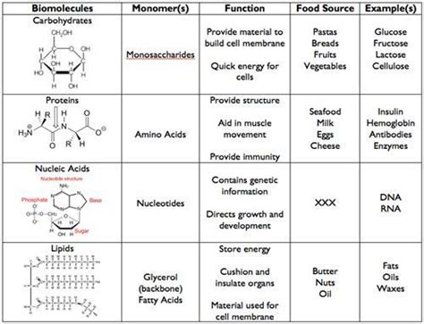 Biomolecules Chart Worksheets | Macromolecules, Macromolecules biology, Biology facts