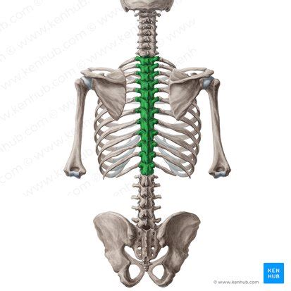 Thoracic vertebrae: Anatomy, function and definition | Kenhub