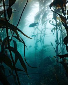 11 Orenda Posts ideas in 2024 | marine life, ocean, ocean vibes