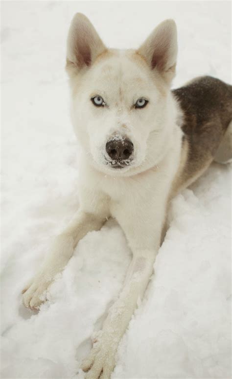 Balto - Siberian Husky