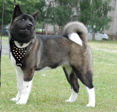 Japanese Akita Inu Info, Temperament, Puppies, Pictures