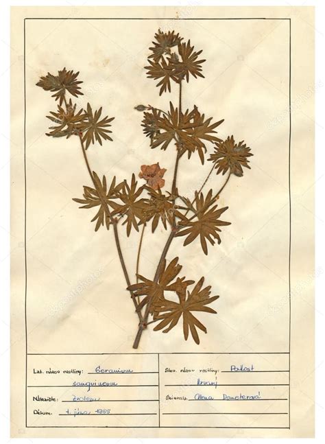 Scanned herbarium sheets - herbs and flowers — Stock Photo © kuco #22417955