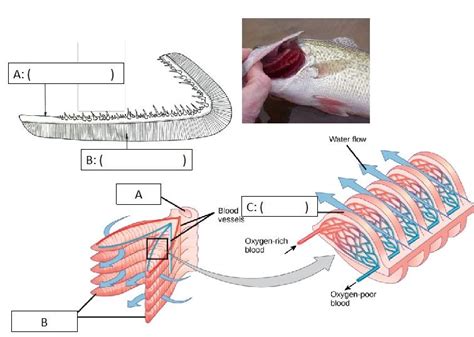 Fish Gills Diagram | Quizlet