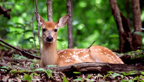 Wildlife in Distress - Forest Preserves of Cook County