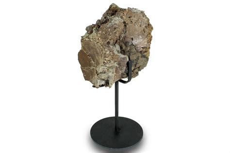 3.7" Fossil Theropod Dinosaur Vertebra - Montana (#244642) For Sale ...