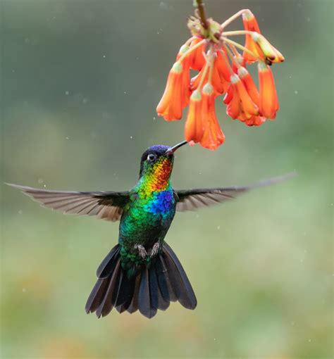 Fiery-throated Hummingbird | Smithsonian Photo Contest | Smithsonian Magazine