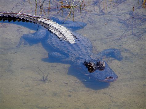 Datei:American Alligator (Alligator Mississippiensis).jpg – Wikipedia