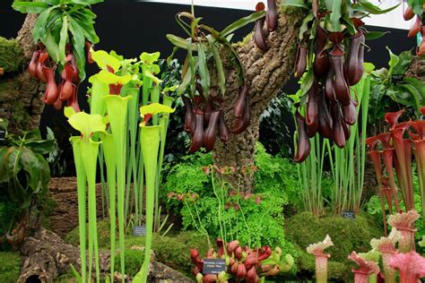 18 Insane Facts About Carnivorous Plants | Epic Gardening
