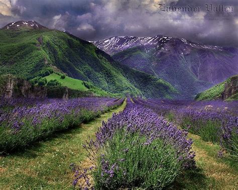 lavender fields | Lavender fields, Lavender farm, Nature