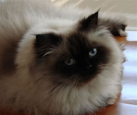 seal point himalayan cat | Himalayan cat, Himalayan kitten, Cats