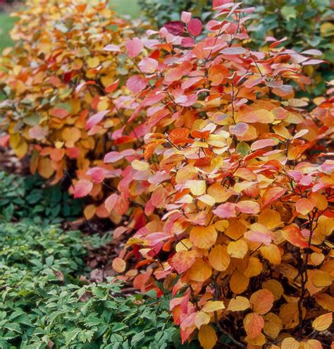 19 Gorgeous, Fiery Fall Trees and Shrubs