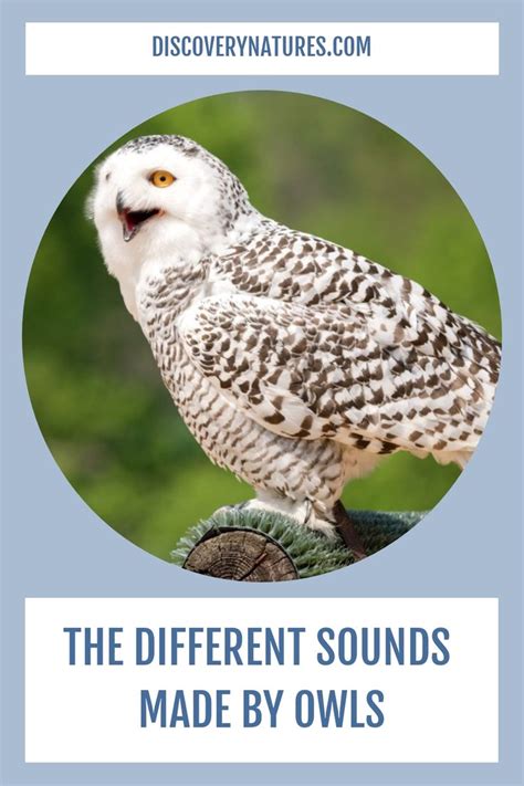 The Different Sounds Made By Owls | Owl, Owl species, Hoot owl