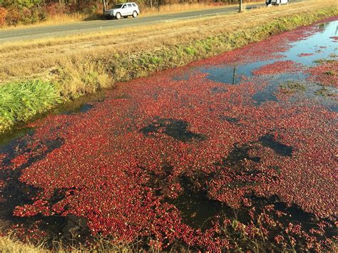 A Place Called "Away": Cranberry Fields